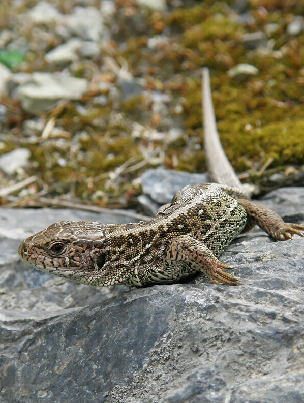 P3305593